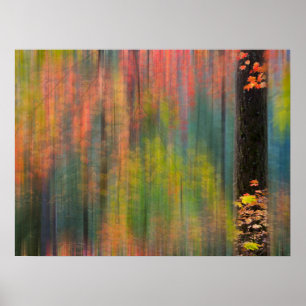 Affiche Les érables Parc d'état de Silver Falls