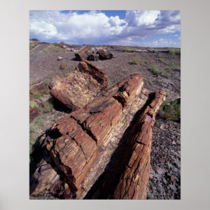 Affiche Les Etats-Unis, Arizona, parc national de forêt