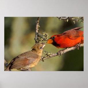 Affiche Les Etats-Unis, le Texas, vallée de Rio Grande,