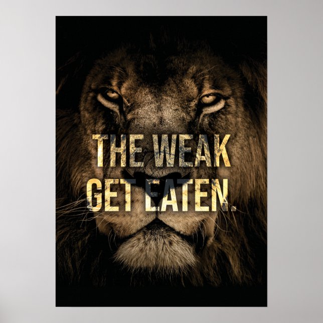 Affiche Les faibles se mangent - Lion - Hustle (Devant)