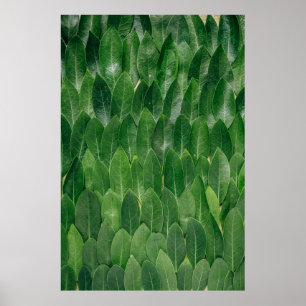 AFFICHE LES FEUILLES DE LA BAIE FRAGRANTE SE DÉVELOPPENT S