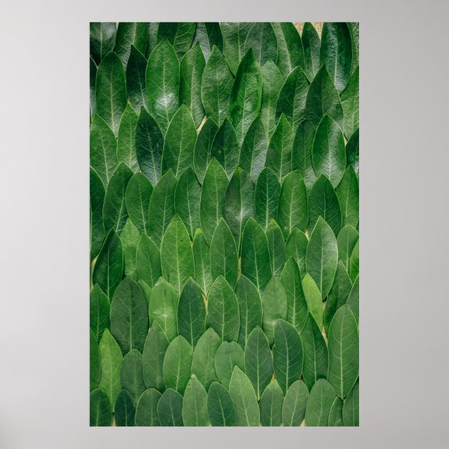 AFFICHE LES FEUILLES DE LA BAIE FRAGRANTE SE DÉVELOPPENT S (Devant)