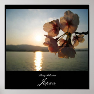 Affiche Les fleurs de cerisiers au Japon