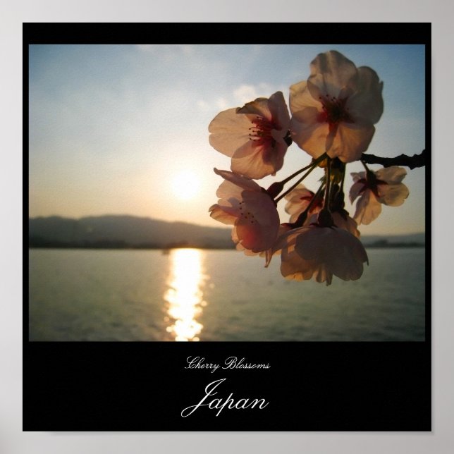 Affiche Les fleurs de cerisiers au Japon (Devant)