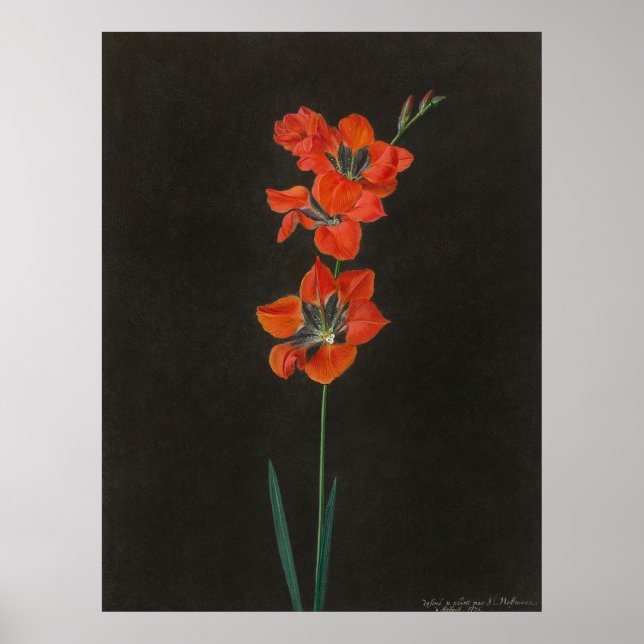 Affiche Les fleurs de lélie de Hoffmann (Devant)