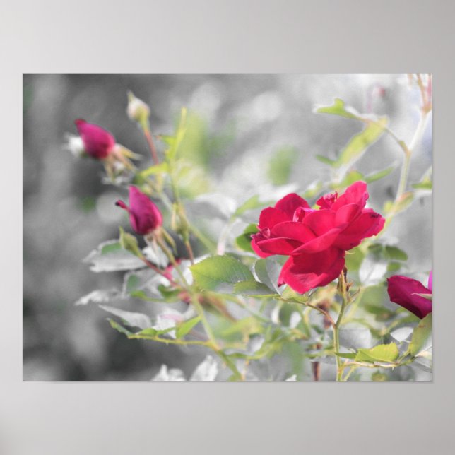 Affiche Les fleurs de rose rouge de l'été (Devant)