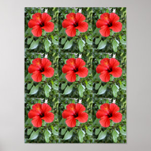 Affiche Les fleurs d'Hibiscus