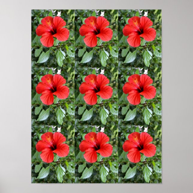 Affiche Les fleurs d'Hibiscus (Devant)