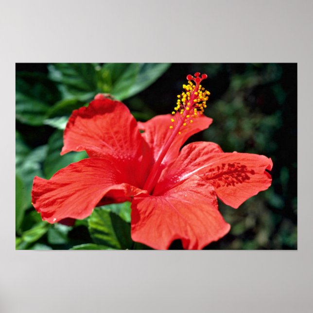 Affiche Les fleurs d'Hibiscus (Devant)