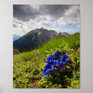 Affiche Les fleurs et les montagnes de Clusius
