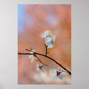 Affiche Les fleurs japonaises d'abricot