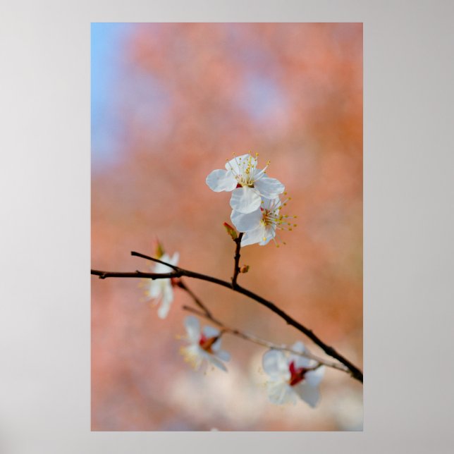 Affiche Les fleurs japonaises d'abricot (Devant)