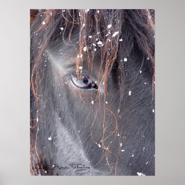 Affiche Les flocons de neige sur Fell Pony (Devant)