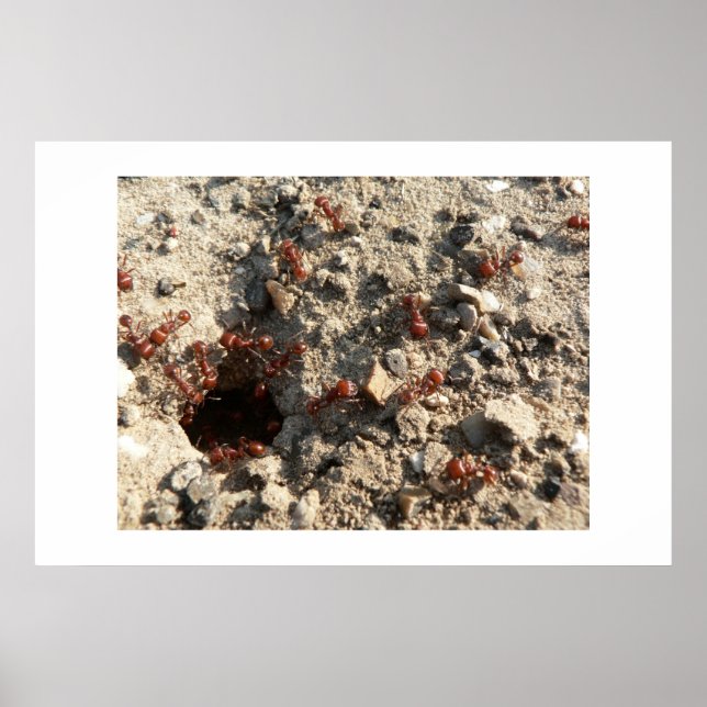 Affiche Les fourmis. (Devant)