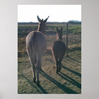 Affiche Les frères ânes