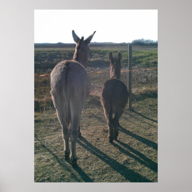 Affiche Les frères ânes (Devant)
