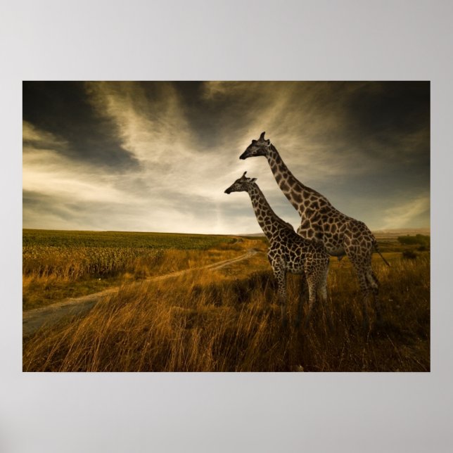 Affiche Les girafes et le paysage (Devant)