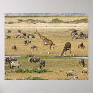 Affiche Les gnous, les zèbres et les girafes se rassemblen