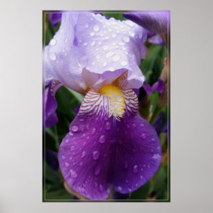Affiche Les gouttes de pluie sur Iris