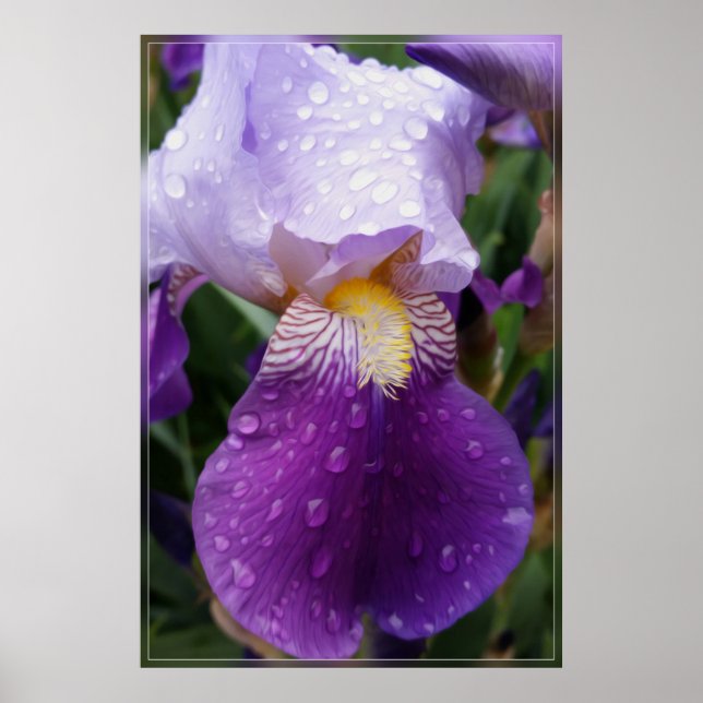 Affiche Les gouttes de pluie sur Iris (Devant)