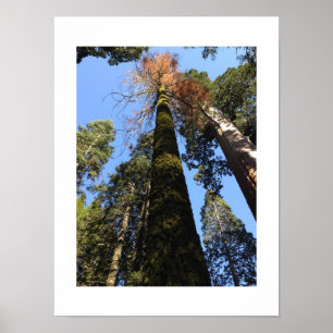 Affiche Les grands arbres dans la vallée de Yosemite Photo