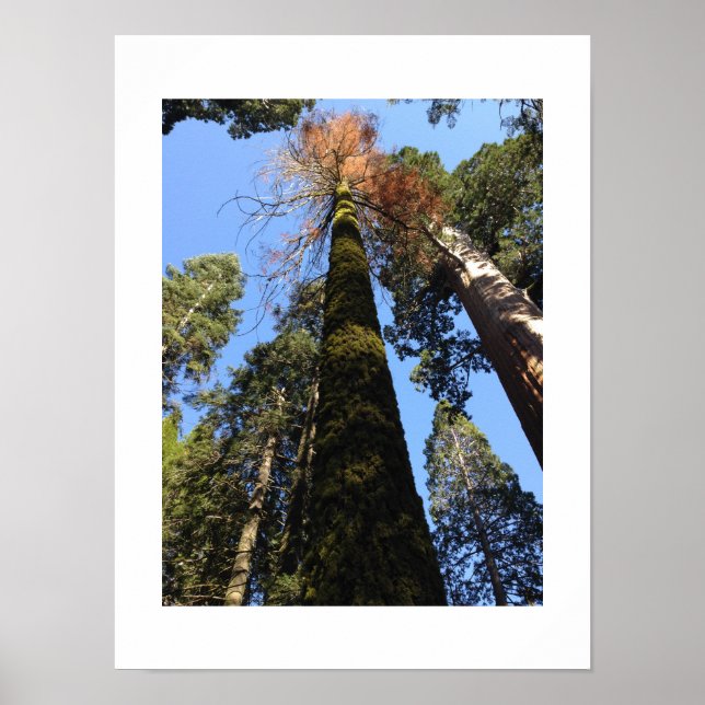 Affiche Les grands arbres dans la vallée de Yosemite Photo (Devant)