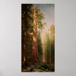 Affiche Les grands arbres, par Albert Bierstadt
