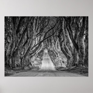 AFFICHE LES HAIES FONCÉES, CIE. ANTRIM, IRLANDE DU NORD
