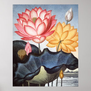 Affiche Les haricots égyptiens sacrés