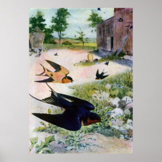 Affiche Les hirondelles de grange volent autour d'ancienne