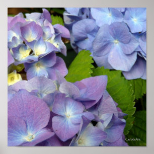 Affiche Les hortensias bleus les plus bleus