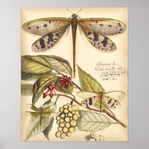 Affiche Les libellules aux Feuilles et aux fruits