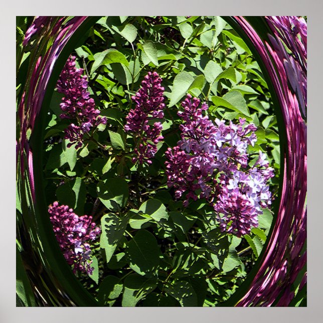 Affiche Les Lilacs enchantés..... (Devant)