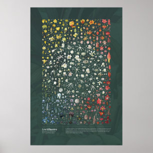 Affiche Les Liliacées de Redouté