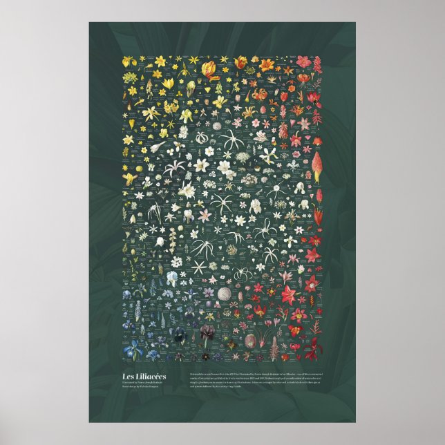 Affiche Les Liliacées de Redouté (Devant)
