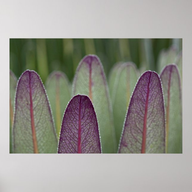 Affiche Les Lobelias géants | Rwenzoris (Devant)