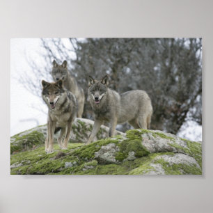 AFFICHE LES LOUPS