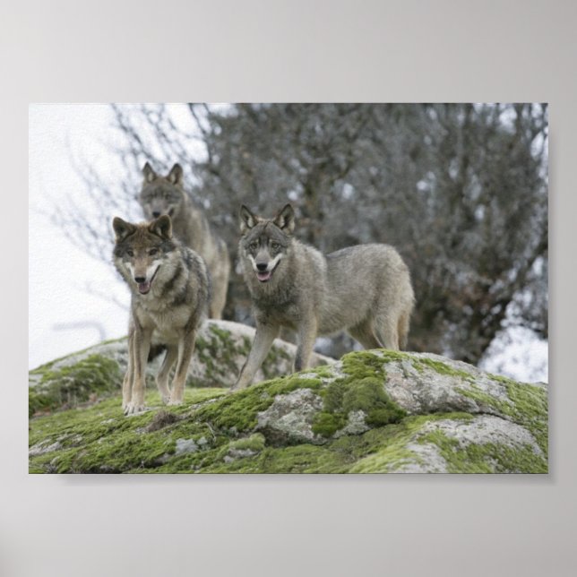 AFFICHE LES LOUPS (Devant)