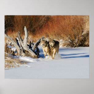 Affiche Les loups courent dans l'affiche de neige