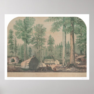 Affiche Les Mammoths de Californie (1191)