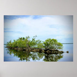 Affiche Les mangroves des Everglades