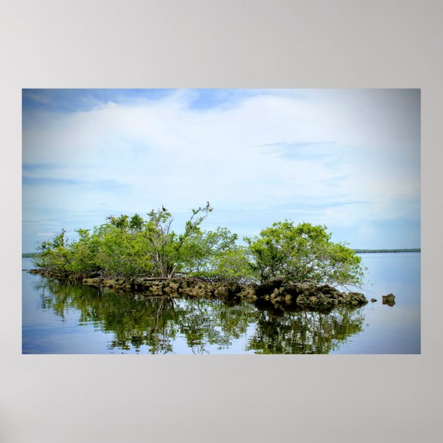 Affiche Les mangroves des Everglades (Devant)