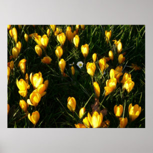 Affiche Les marguerites au Crocus