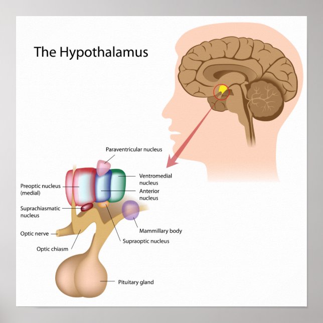 Affiche Les noyaux de l'affiche hypothalamus (Devant)