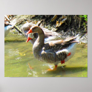 Affiche Les oies sont flexibles