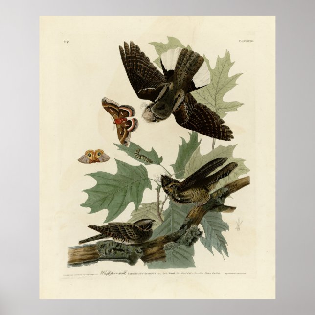 Affiche Les oiseaux d'Amérique d'Audubon (Devant)
