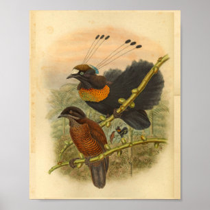 Affiche Les oiseaux de paradis de Lawe Vintage couleur Imp
