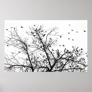 Affiche les oiseaux noirs