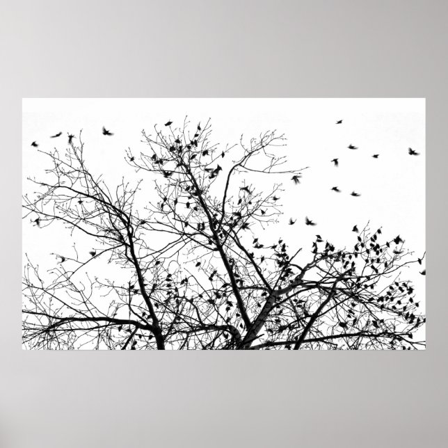 Affiche les oiseaux noirs (Devant)