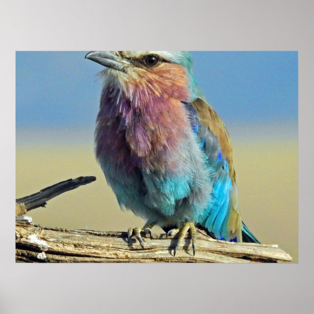 Affiche les oiseaux sont les seuls animaux à avoir des plu (Devant)